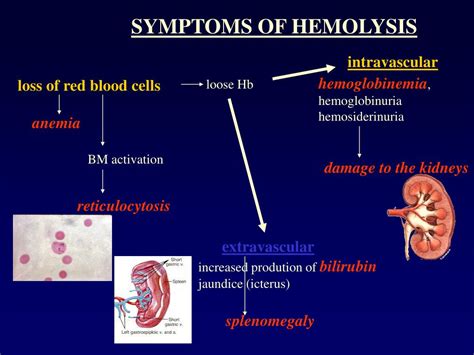 Hemolysis: Symptoms, Outlook, Treatment, and .